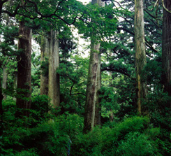 西天目山